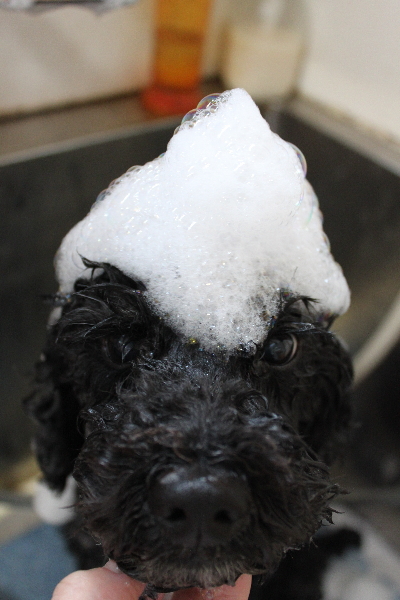 千葉県松戸市のトイプードルのシャンプー画像