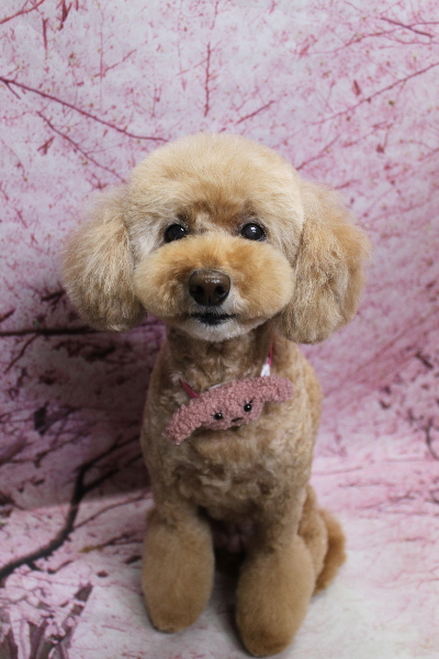 千葉県松戸市のトイプードルのトリミング画像