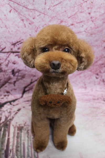 千葉県船橋市のトイプードルのトリミング画像