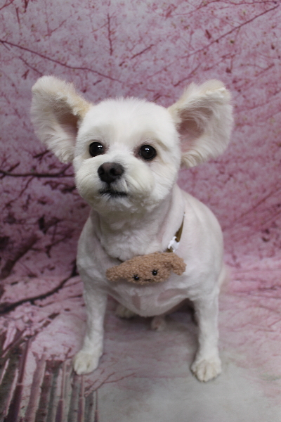 千葉県鎌ヶ谷市のミックス犬のトリミング画像