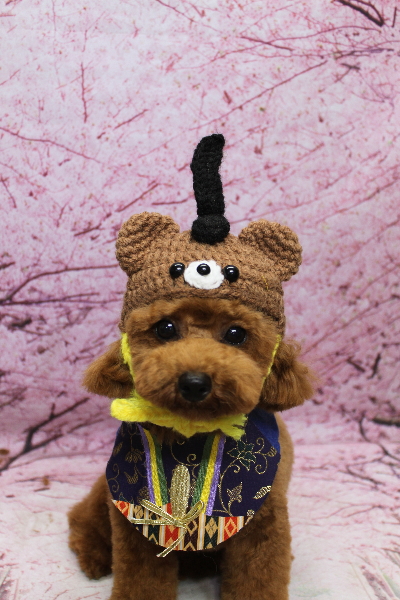 千葉県鎌ケ谷市トイプードルのトリミング画像