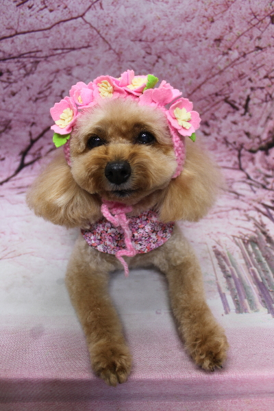 千葉県船橋市のトイプードルのトリミング画像