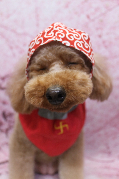 千葉県鎌ヶ谷市のトイプードルのトリミング画像