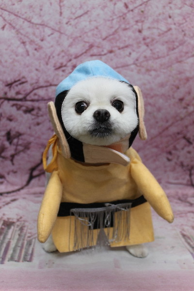 千葉県船橋市のポメラニアンのトリミング画像