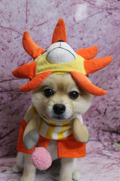 千葉県船橋市のポメラニアンのトリミング画像