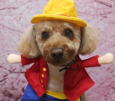 千葉県船橋市のトイプードルのトリミング画像