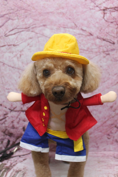 千葉県船橋市のトイプードルのトリミング画像