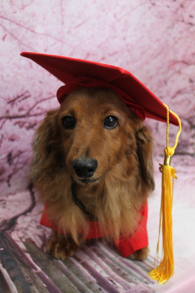 千葉県鎌ケ谷のミニチュアダックスのトリミング画像