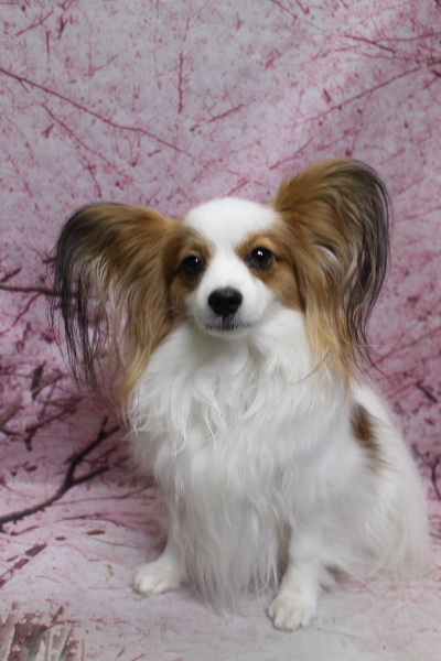 千葉県鎌ヶ谷市のパピヨンのトリミング前画像