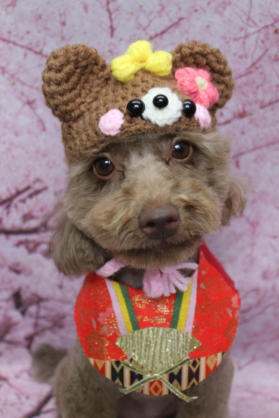 千葉県船橋市のトイプードルのトリミング画像