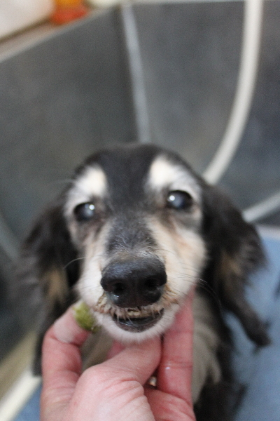 千葉県鎌ヶ谷市のミニチュアダックスの歯磨き画像