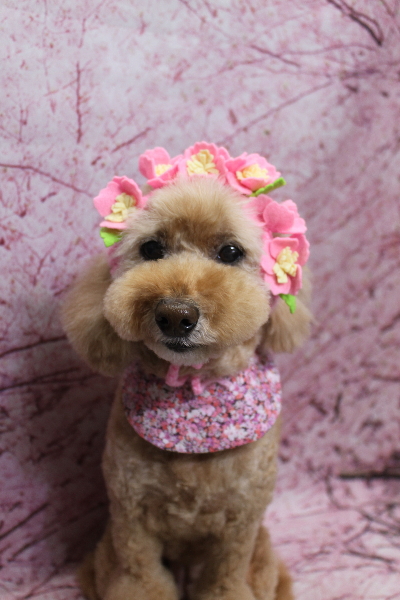 千葉県松戸市のトイプードルのトリミング画像