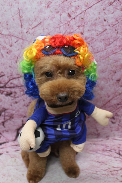 千葉県船橋市のトイプードルのトリミング画像