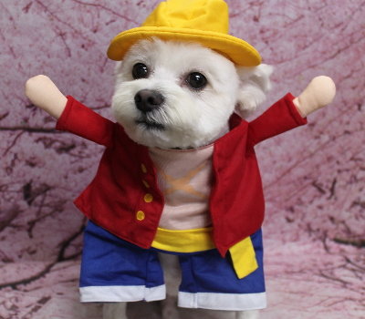 千葉県鎌ヶ谷市のミックス犬のトリミング画像