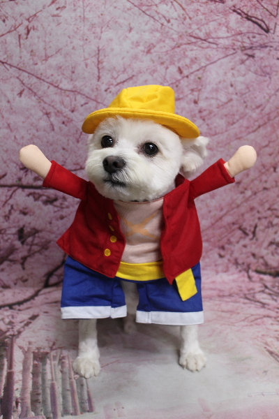 千葉県鎌ヶ谷市のミックス犬のトリミング画像