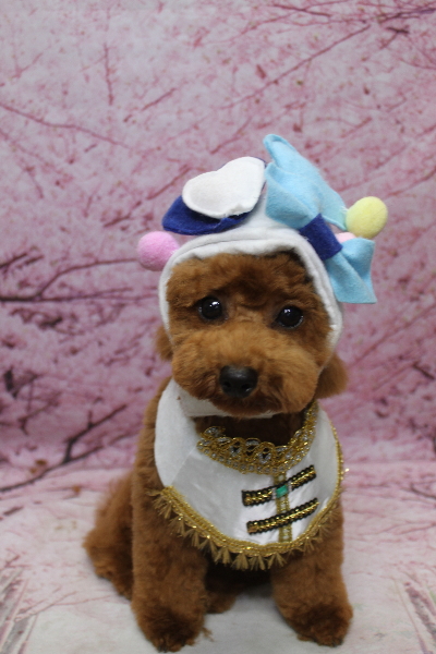 千葉県鎌ケ谷市トイプードルのトリミング画像