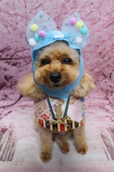 千葉県船橋市のトイプードルのトリミング画像