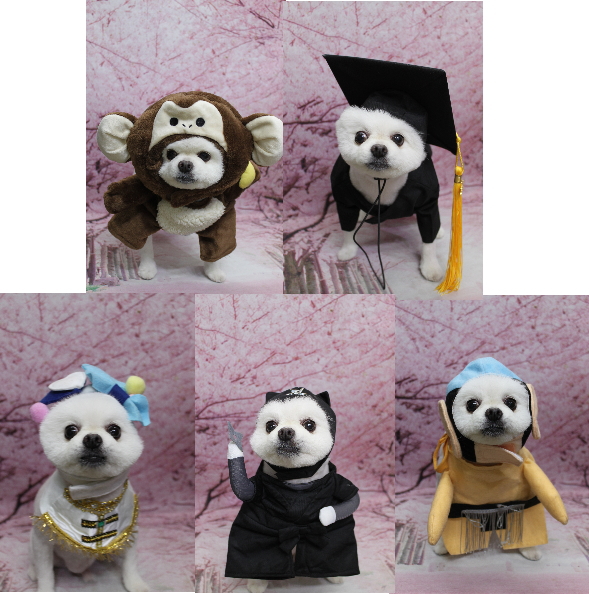 千葉県船橋市のポメラニアンのトリミング画像