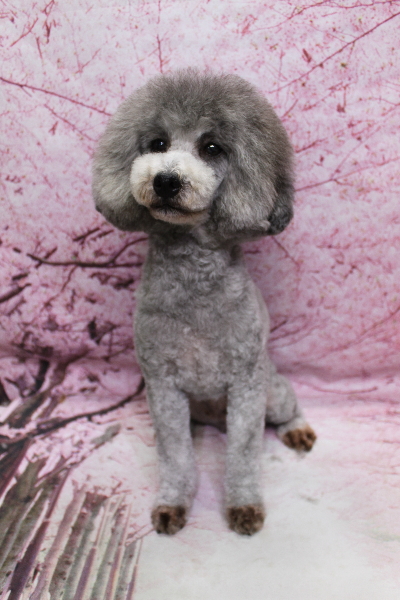 トイプードルブリーダーの成犬、トリミング画像