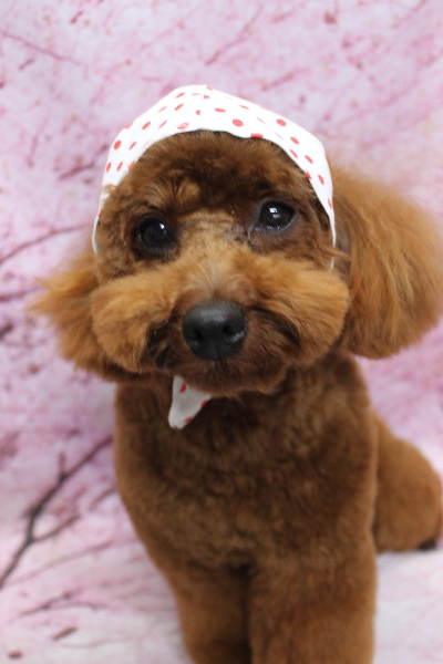 千葉県鎌ヶ谷市のトイプードルのトリミング画像