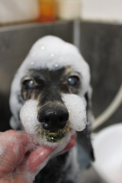 千葉県鎌ヶ谷市のミニチュアダックスのシャンプー画像