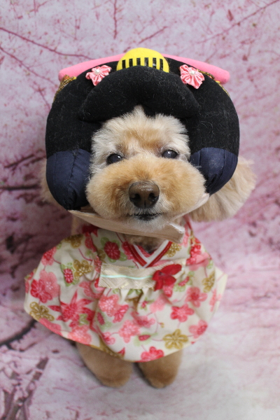 千葉県松戸市のトイプードルのトリミング画像