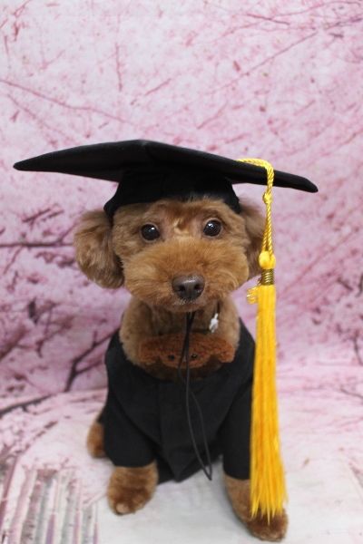 千葉県船橋市のトイプードルのトリミング画像