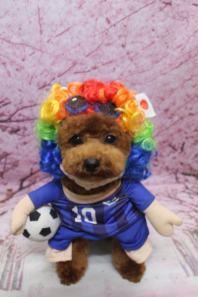 千葉県鎌ケ谷市トイプードルのトリミング画像