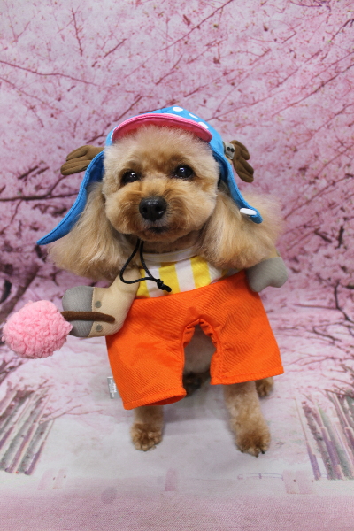 千葉県船橋市のトイプードルのトリミング画像