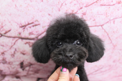 トイプードルブリーダーの子犬、トリミング画像