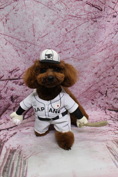 千葉県鎌ヶ谷市のトイプードルのトリミング画像