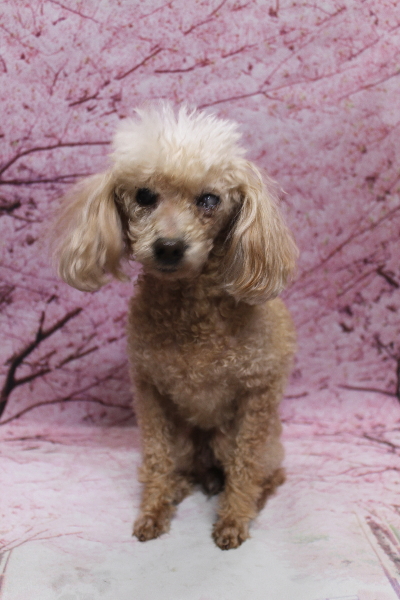 千葉県船橋市のトイプードルのトリミング前画像