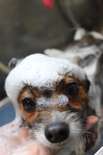 千葉県鎌ヶ谷市のパピヨンのシャンプー画像