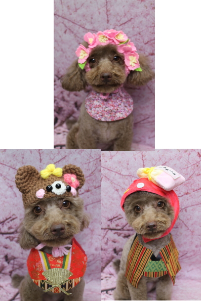 千葉県船橋市のトイプードルのトリミング画像