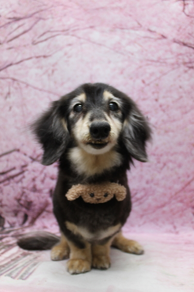 千葉県鎌ヶ谷市のミニチュアダックスのトリミング画像