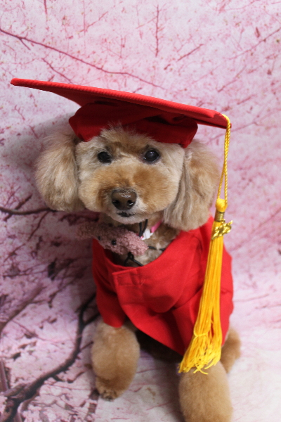千葉県松戸市のトイプードルのトリミング画像