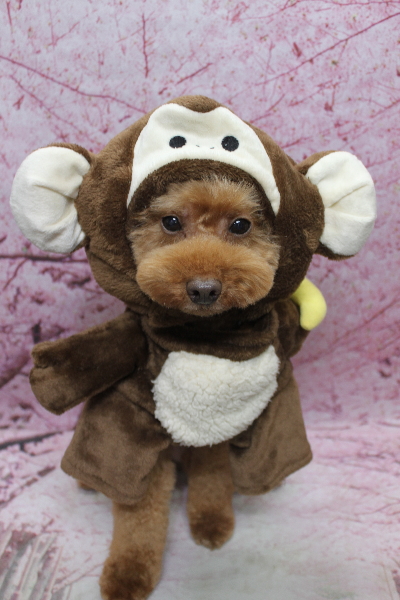 千葉県船橋市のトイプードルのトリミング画像