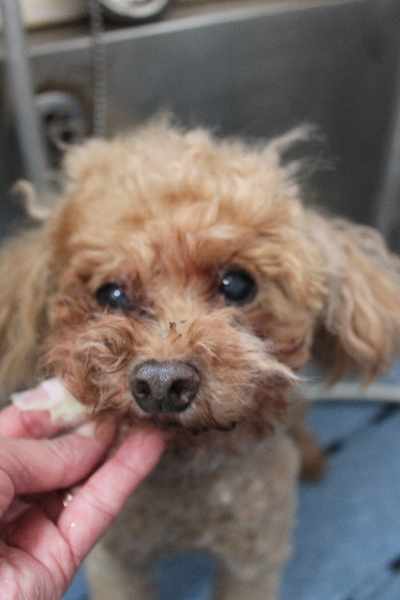 千葉県船橋市のトイプードルの歯磨き画像