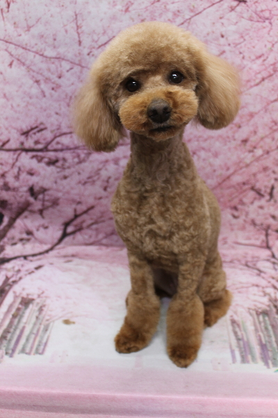 トイプードルブリーダーの成犬、トリミング画像