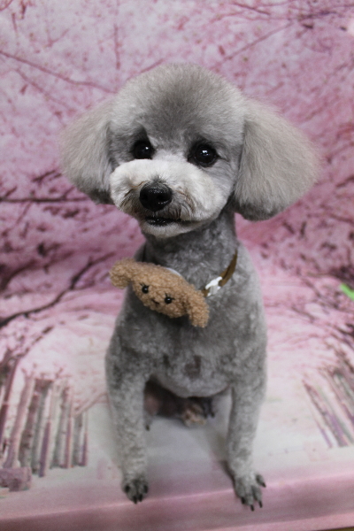 千葉県船橋市のトイプードルのトリミング画像