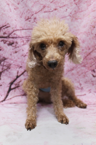 千葉県船橋市のトイプードルのトリミング前画像