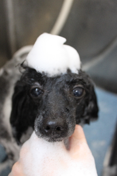 千葉県船橋市のトイプードルのシャンプー画像