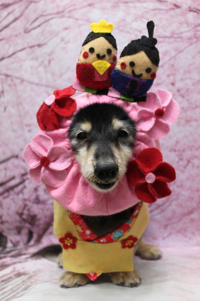 千葉県鎌ヶ谷市のミニチュアダックスのトリミング画像