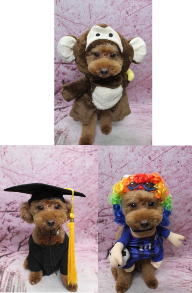 千葉県船橋市のトイプードルのトリミング画像