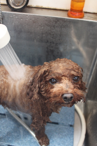 千葉県鎌ケ谷市トイプードルのオゾンシャワー画像