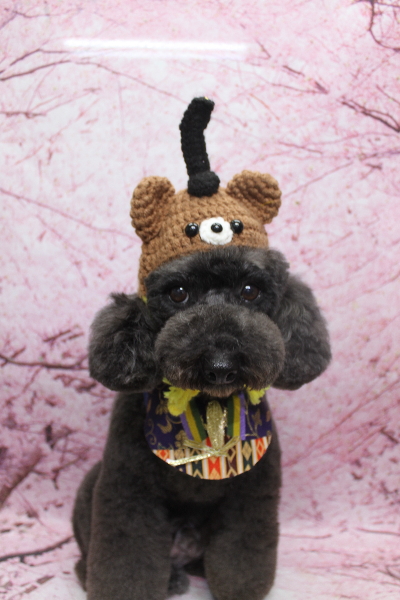 千葉県鎌ヶ谷市のトイプードルのトリミング画像