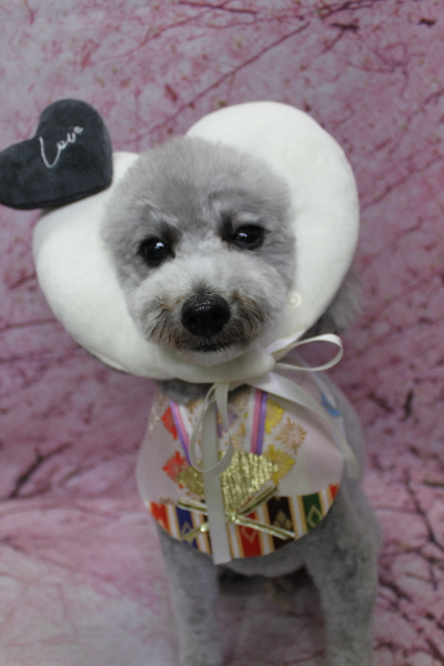 千葉県船橋市のトイプードルのトリミング画像