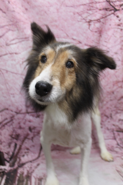 千葉県船橋市のシェルティーのトリミング画像