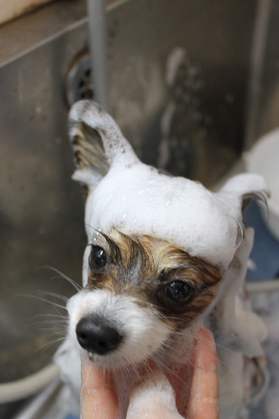 千葉県鎌ヶ谷市のパピヨンのシャンプー画像