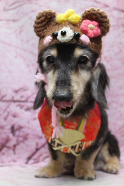 千葉県鎌ヶ谷市のミニチュアダックスのトリミング画像